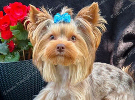 Adult Merl Male Yorkie