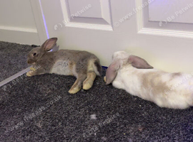 2 rabbits for sale