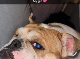 Noodles age 5 female looking for a new home