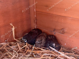 Chinese painted quail