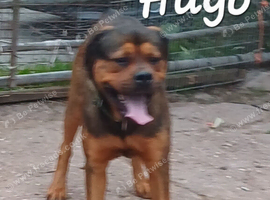 Rescue dogs searching for their furever homes