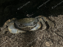 Rainbow land crab