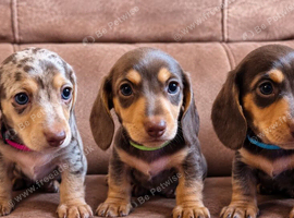 Miniature Dachshund boys