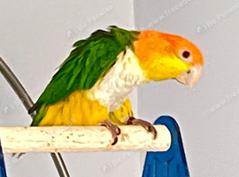 Yellow thigh Caique Male hand tame cute pet bird