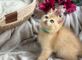 Golden chinchilla bsh kittens