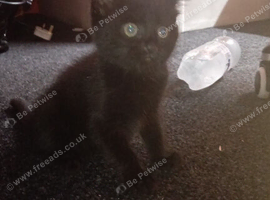 Kitten for sale