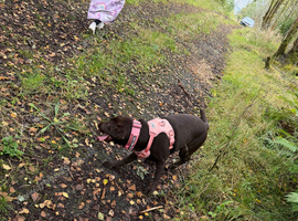 Chocolate Labrador