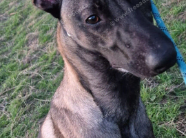 Mallinois dog