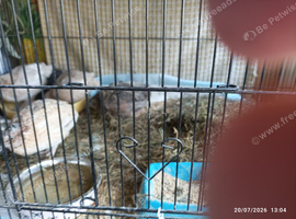 Available Coturnix Quail 3 boys and 7 hens mixed colours all over 5 weeks old &pound;45 the 10 birds