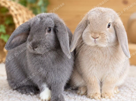 Beautiful mini lop rabbits 1x Blue and 3x grey / white