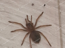 Young Mexican red knee