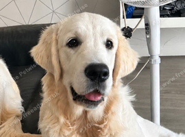 Kc golden retriever