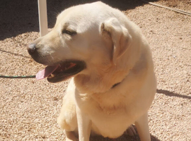 URGENT - LEON