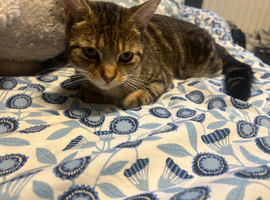 10 month old kitten