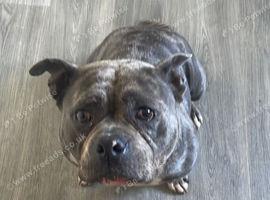 Daisy &ndash; Loving 4-Year-Old Female American Pocket Bully Looking for Her Forever Home