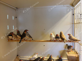 8pr Zebra Finches
