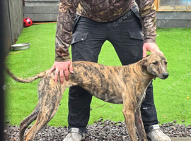 Lurcher