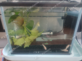 Small tank/ fish setup