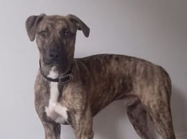 Rehome 12 months old