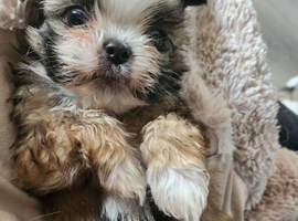4 adorable puppies