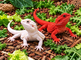 BEARDED DRAGONS