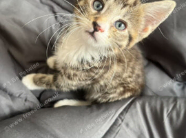 Kittens for sale