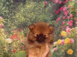 Pretty Pom Puppies READY TO LEAVE