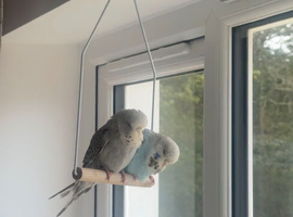 2 budgies brother and sister