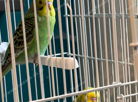 Budgies