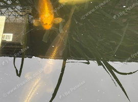 4 large koi carp fish and two small fish