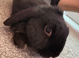 Female lop