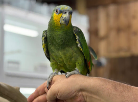 Amazon parrot