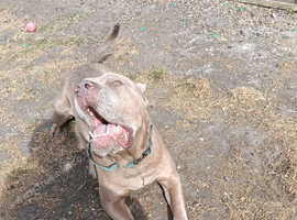 Male mastiff cross
