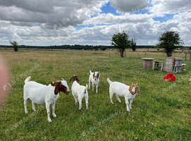 Pedigree Boar Goats