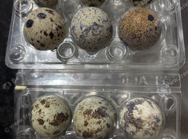 Hatching Quail eggs