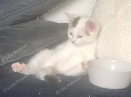 White with little marking on tail and forehead