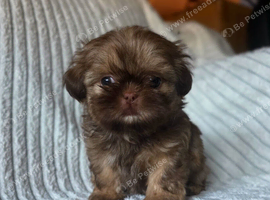 Beautiful Chocolate Shih Tzus
