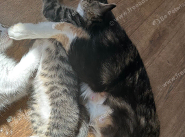 1 male tabby