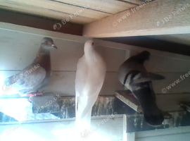 for sale pair white race pigeons