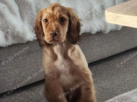 5 month old cocker spaniel
