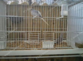 2 pairs of dimond doves