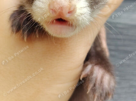 Angora ferret kits ready to reserve