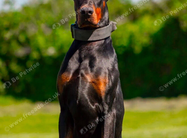 BIG EUROPEAN DOBERMAN MALE
