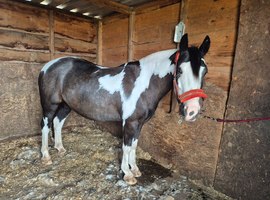 13.3/14hh cob