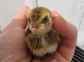 Japanese Corturnix quail (jumbo parents) unsexed. Hatched 24/05/2026