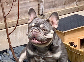 Nova 4 year old Frenchie