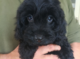 Cockapoo F1 last two weeks girls!!! .