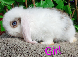 Beautiful mini lop
