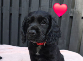 Reduced KC Registered Cocker spaniel pups