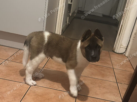 Puppy for sale